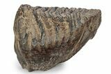 Fossil Woolly Mammoth Lower M Molar - Poland #357040-4
